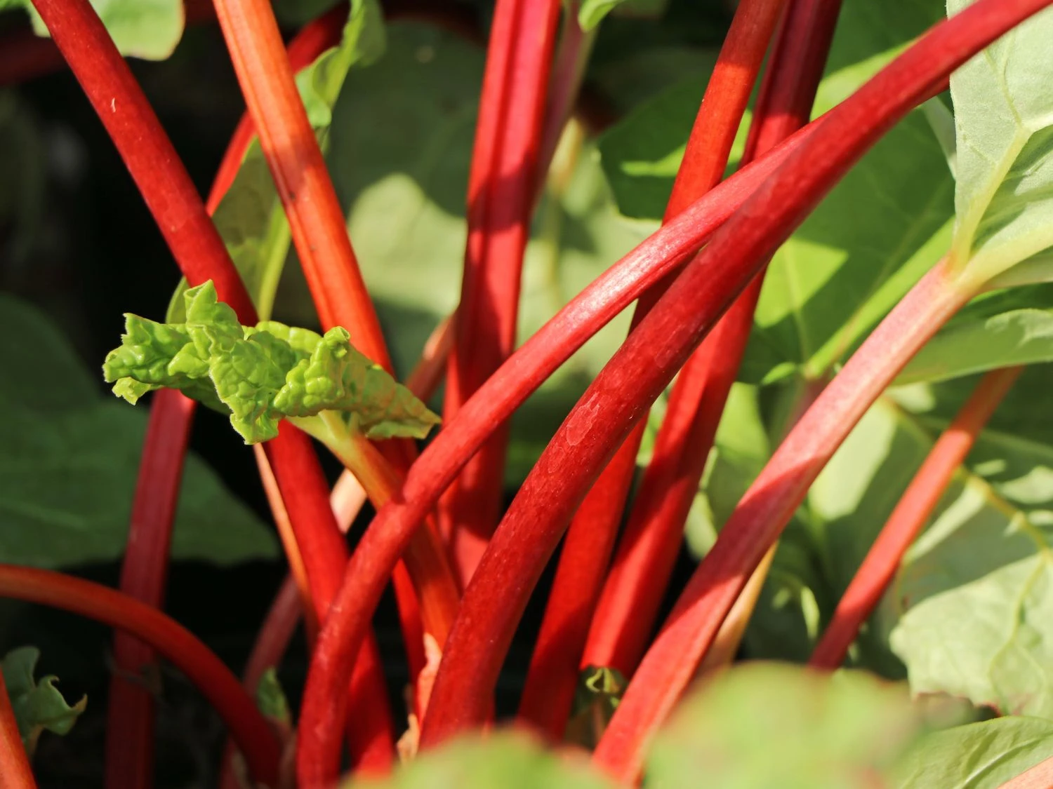 Rhabarber 'Elmsfeuer' 3 Rhabarber 'Elmsfeuer'