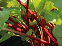 Rhabarber 'Elmsfeuer' 14 Rhabarber 'Elmsfeuer' -Günstiges Erd Seele Geschäft rhabarber elmsfeuer m117374 w 0