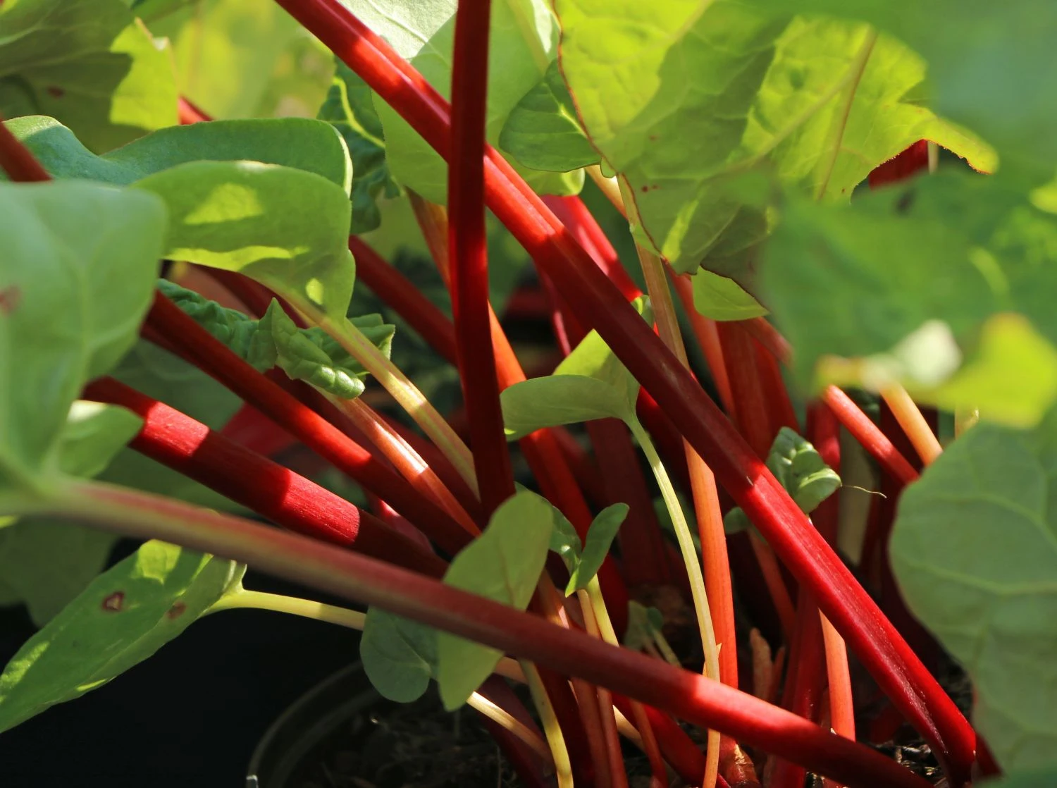 Rhabarber 'Elmsfeuer' 8 Rhabarber 'Elmsfeuer' – Bild 6