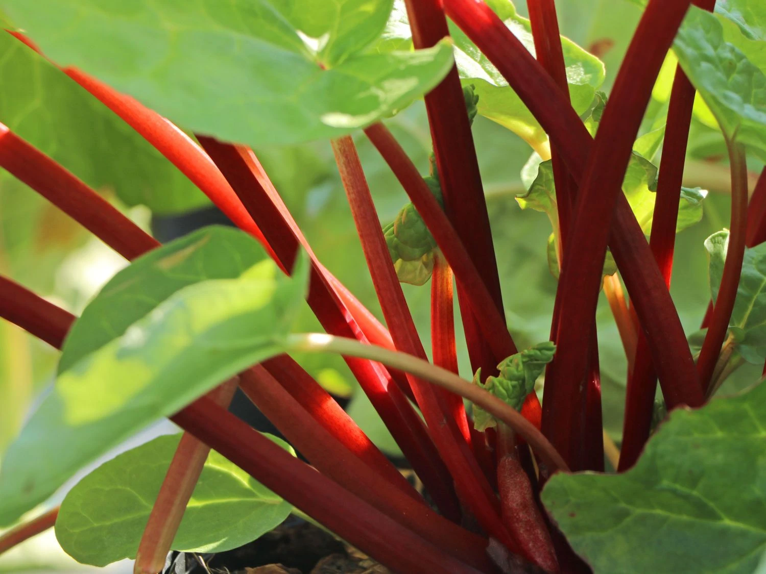 Rhabarber 'Elmsfeuer' 7 Rhabarber 'Elmsfeuer' – Bild 5