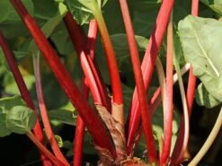 Rhabarber 'Elmsfeuer' 11 Rhabarber 'Elmsfeuer' -Günstiges Erd Seele Geschäft rhabarber elmsfeuer m117374 w 2