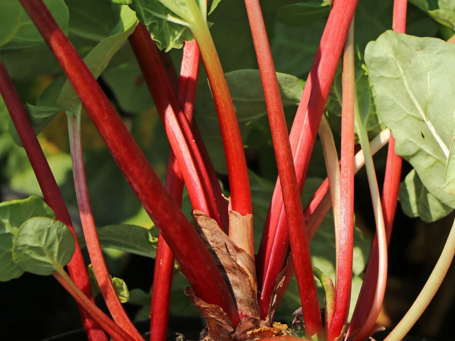 Rhabarber 'Elmsfeuer' 5 Rhabarber 'Elmsfeuer' – Bild 3