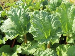 Rhabarber 'Elmsfeuer' 10 Rhabarber 'Elmsfeuer' -Günstiges Erd Seele Geschäft rhabarber elmsfeuer m117374 w 3