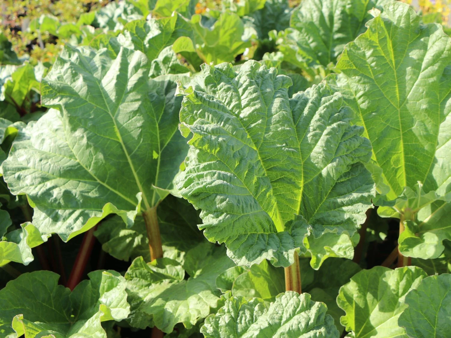 Rhabarber 'Elmsfeuer' 4 Rhabarber 'Elmsfeuer' – Bild 2