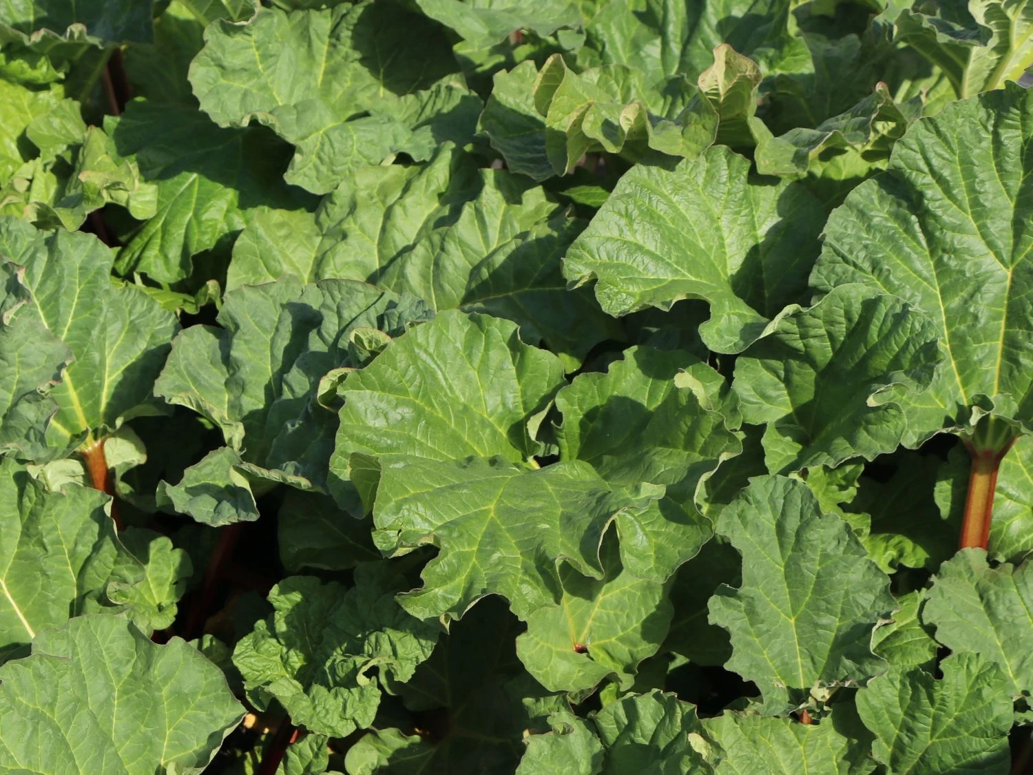 Rhabarber 'Elmsfeuer' 6 Rhabarber 'Elmsfeuer' – Bild 4