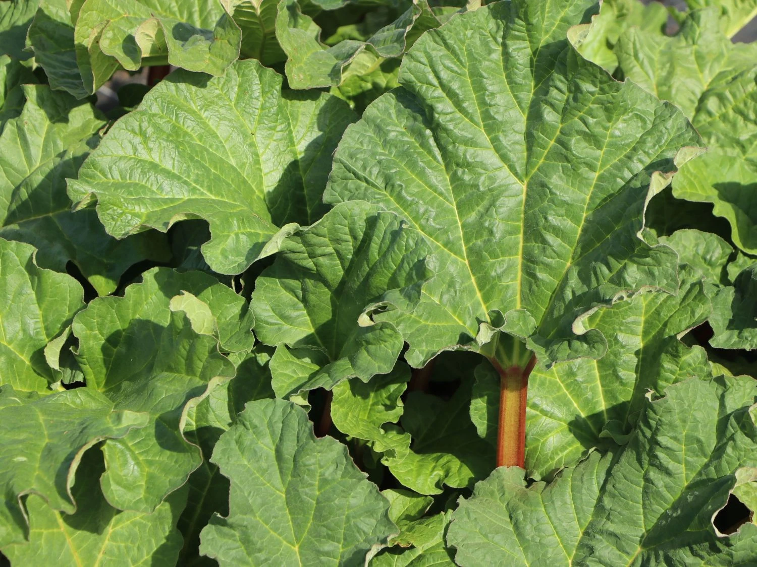 Rhabarber 'Elmsfeuer' 9 Rhabarber 'Elmsfeuer' – Bild 7