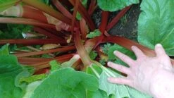 Rhabarber 'Fulton's Strawberry Surprise' -Günstiges Erd Seele Geschäft rhabarber fultons strawberry surprise m113578 1507518 0