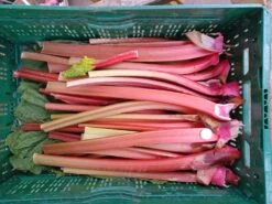 Rhabarber 'Fulton's Strawberry Surprise' -Günstiges Erd Seele Geschäft rhabarber fultons strawberry surprise m113578 1507518 0