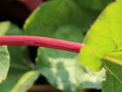 Rhabarber 'Fulton's Strawberry Surprise' -Günstiges Erd Seele Geschäft rhabarber fultons strawberry surprise m113578 w 0