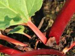 Rhabarber 'Fulton's Strawberry Surprise' -Günstiges Erd Seele Geschäft rhabarber fultons strawberry surprise m113578 w 1