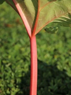 Rhabarber 'Fulton's Strawberry Surprise' -Günstiges Erd Seele Geschäft rhabarber fultons strawberry surprise m113578 w 2