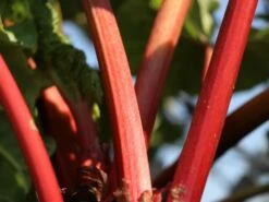 Rhabarber 'Fulton's Strawberry Surprise' -Günstiges Erd Seele Geschäft rhabarber fultons strawberry surprise m113578 w 3
