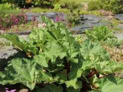 Rhabarber 'Fulton's Strawberry Surprise' -Günstiges Erd Seele Geschäft rhabarber fultons strawberry surprise m113578 w 4