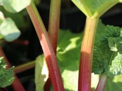 Rhabarber 'Mira' 12 Rhabarber 'Mira' -Günstiges Erd Seele Geschäft rhabarber mira m098954 w 0