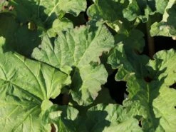 Rhabarber 'Mira' 14 Rhabarber 'Mira' -Günstiges Erd Seele Geschäft rhabarber mira m098954 w 1