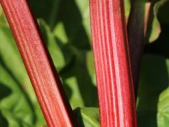 Rhabarber 'Mira' 13 Rhabarber 'Mira' -Günstiges Erd Seele Geschäft rhabarber mira m098954 w 2