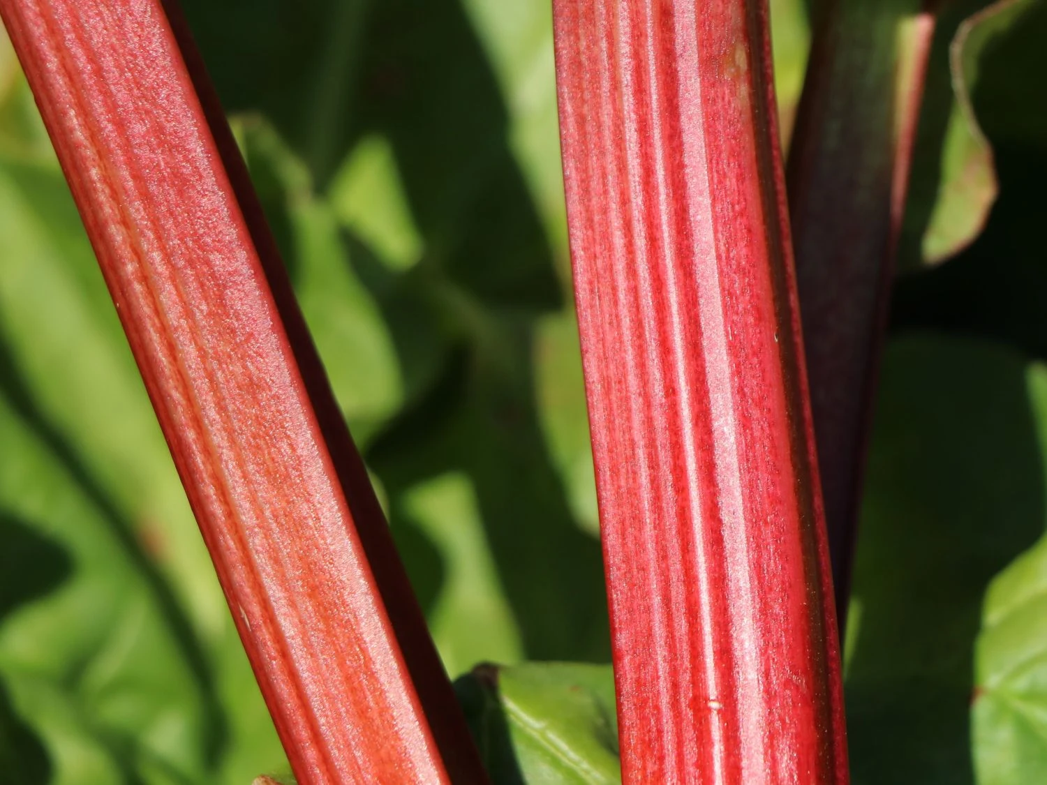 Rhabarber 'Mira' 7 Rhabarber 'Mira' – Bild 5