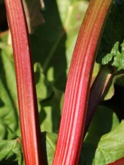 Rhabarber 'Mira' 15 Rhabarber 'Mira' -Günstiges Erd Seele Geschäft rhabarber mira m098954 w 3