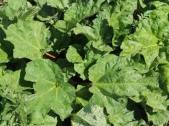 Rhabarber 'Mira' 10 Rhabarber 'Mira' -Günstiges Erd Seele Geschäft rhabarber mira m098954 w 5