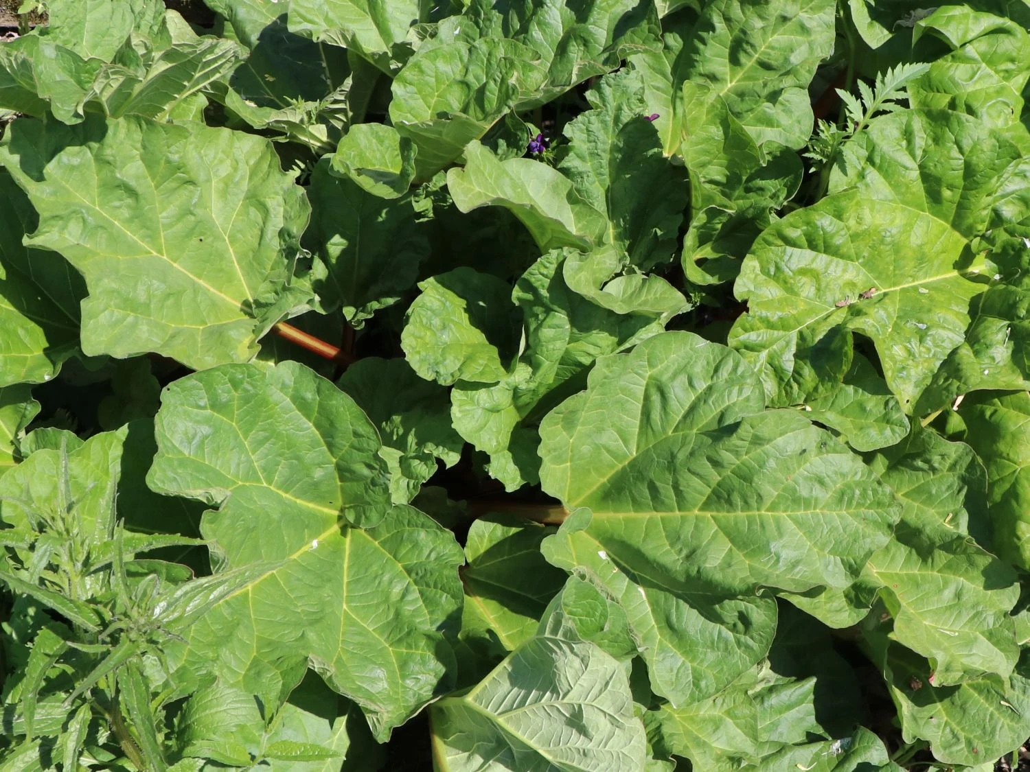 Rhabarber 'Mira' 4 Rhabarber 'Mira' – Bild 2