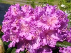 Rhododendron 'Alfred'