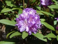 Rhododendron 'Alfred' -Günstiges Erd Seele Geschäft rhododendron alfred m002314 w 1