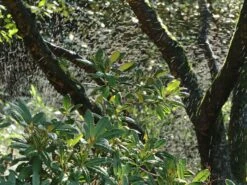 Rhododendron 'Alfred' -Günstiges Erd Seele Geschäft rhododendron alfred m002314 w 2