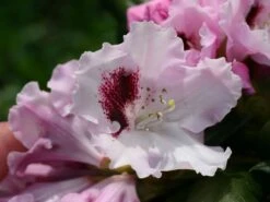 Rhododendron 'Annika' -Günstiges Erd Seele Geschäft rhododendron annika m003940 w 0