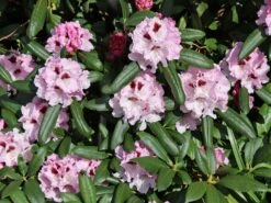 Rhododendron 'Annika' -Günstiges Erd Seele Geschäft rhododendron annika m003940 w 1