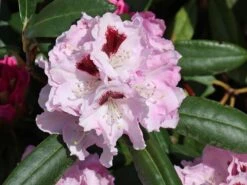 Rhododendron 'Annika' -Günstiges Erd Seele Geschäft rhododendron annika m003940 w 2