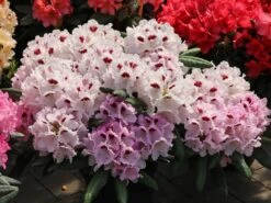 Rhododendron 'Annika' -Günstiges Erd Seele Geschäft rhododendron annika m003940 w 3