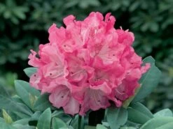 Rhododendron 'Anuschka' -Günstiges Erd Seele Geschäft rhododendron anuschka m002358 w 0