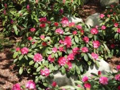 Rhododendron 'Anuschka' -Günstiges Erd Seele Geschäft rhododendron anuschka m002358 w 2