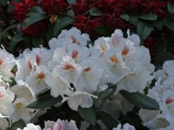 Rhododendron 'Apollonia' -Günstiges Erd Seele Geschäft rhododendron apollonia m003942 w 0