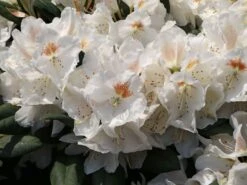 Rhododendron 'Apollonia' -Günstiges Erd Seele Geschäft rhododendron apollonia m003942 w 1
