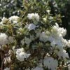 Rhododendron 'April Snow' -Günstiges Erd Seele Geschäft rhododendron april snow m004074 h 0