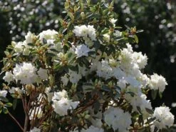 Rhododendron 'April Snow'