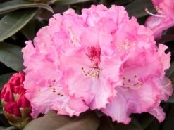 Günstiges Erd Seele Geschäft 5 Rhododendron 'Arabella'