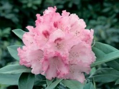 Rhododendron 'Arabella' -Günstiges Erd Seele Geschäft rhododendron arabella m005042 w 1