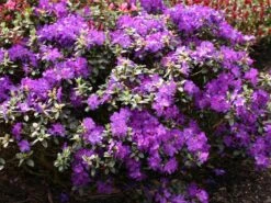 Rhododendron 'Azurella'