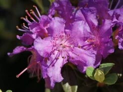 Rhododendron 'Azurella' -Günstiges Erd Seele Geschäft rhododendron azurella m004050 w 1
