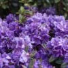 Rhododendron 'Azurika' -Günstiges Erd Seele Geschäft rhododendron azurika m004304 h 0
