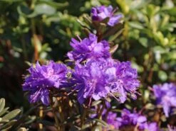 Rhododendron 'Azurika' -Günstiges Erd Seele Geschäft rhododendron azurika m004304 w 0