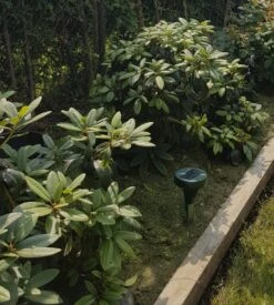 Rhododendron 'Azurro' 13 Rhododendron 'Azurro' -Günstiges Erd Seele Geschäft rhododendron azurro m003386 1153234 0