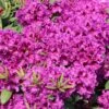 Rhododendron 'Azurro'