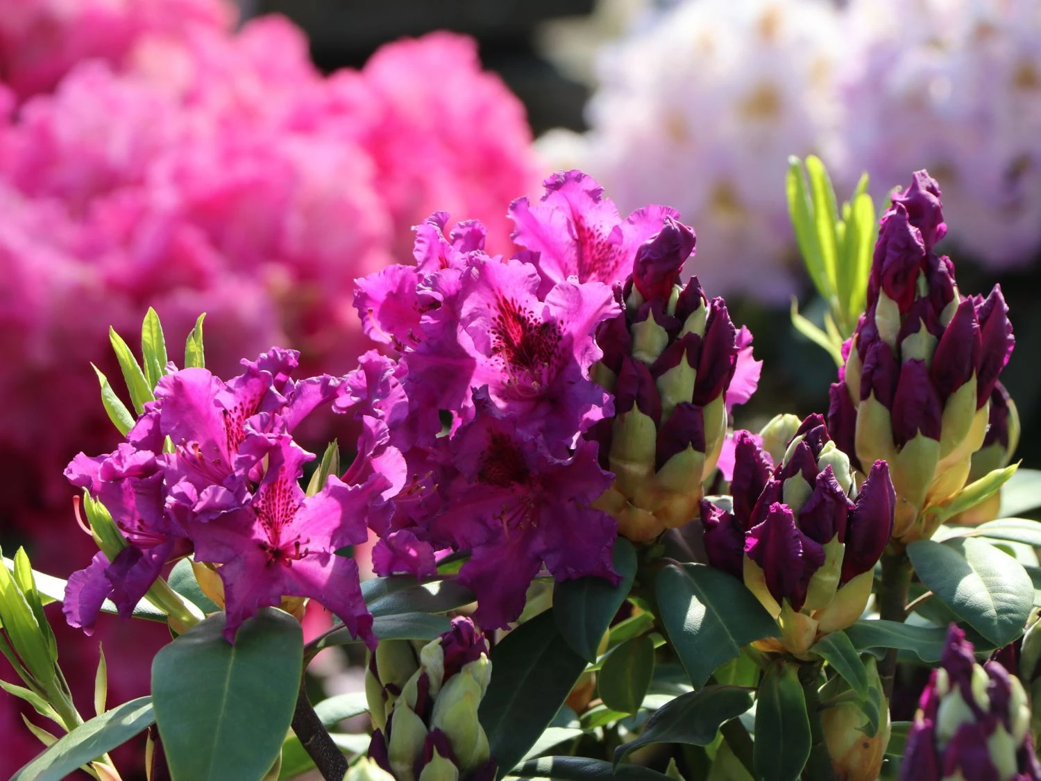 Rhododendron 'Azurro' 7 Rhododendron 'Azurro' – Bild 5