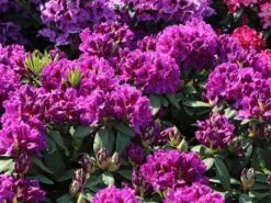 Rhododendron 'Azurro' 10 Rhododendron 'Azurro' -Günstiges Erd Seele Geschäft rhododendron azurro m003386 w 4