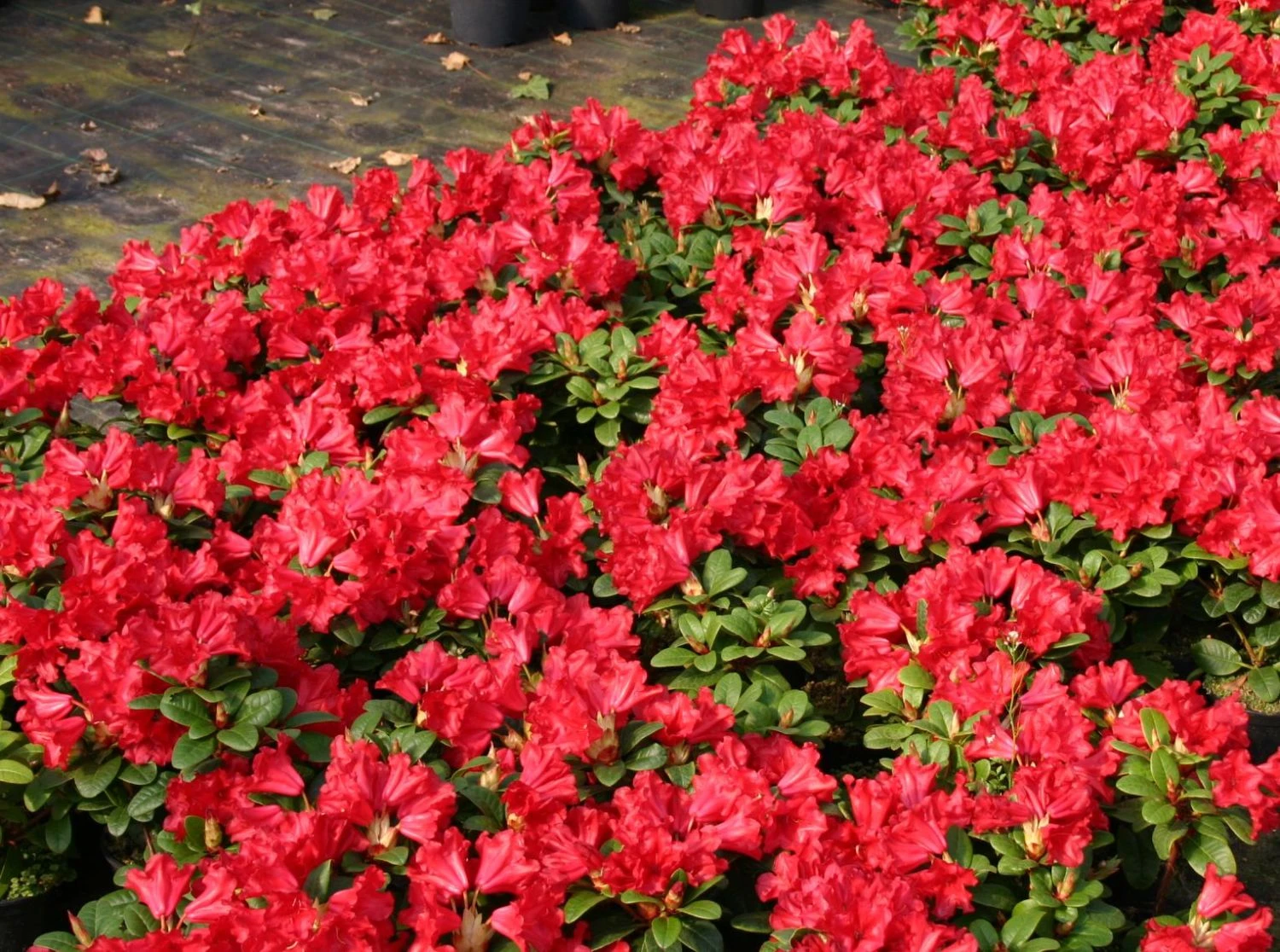 Rhododendron 'Baden-Baden' 3 Rhododendron 'Baden-Baden'