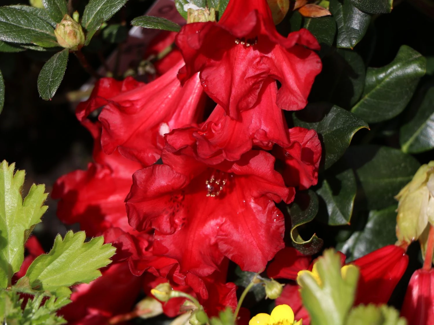 Rhododendron 'Baden-Baden' 6 Rhododendron 'Baden-Baden' – Bild 4