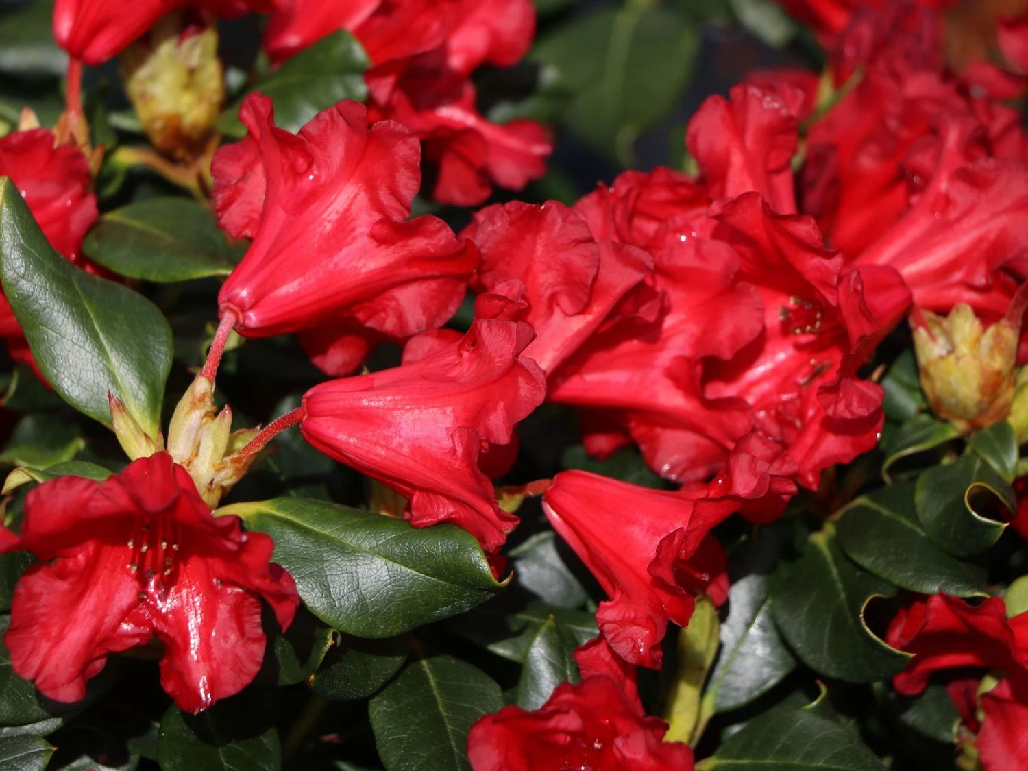 Rhododendron 'Baden-Baden' 4 Rhododendron 'Baden-Baden' – Bild 2